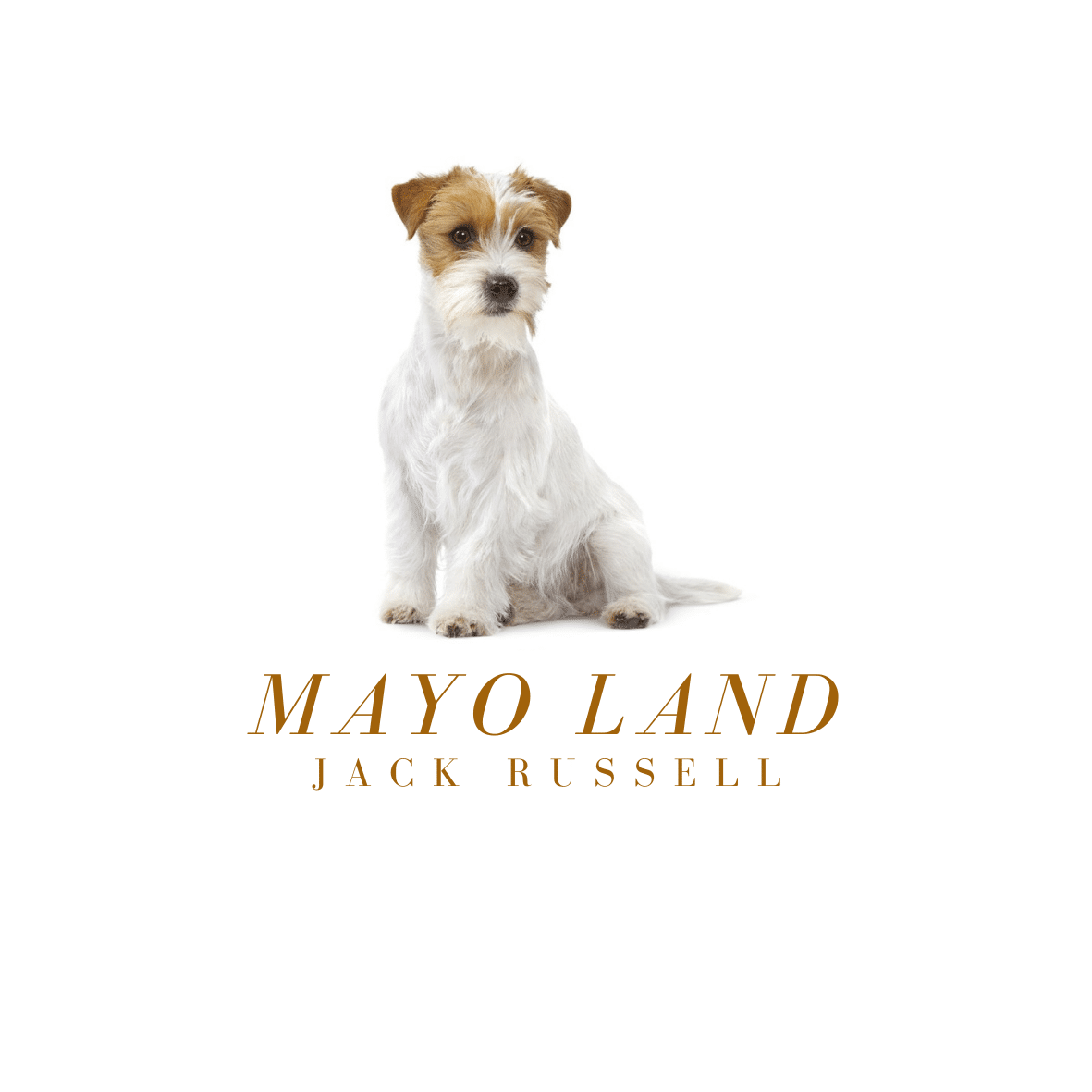 Le Jack Russell par Mayo Land