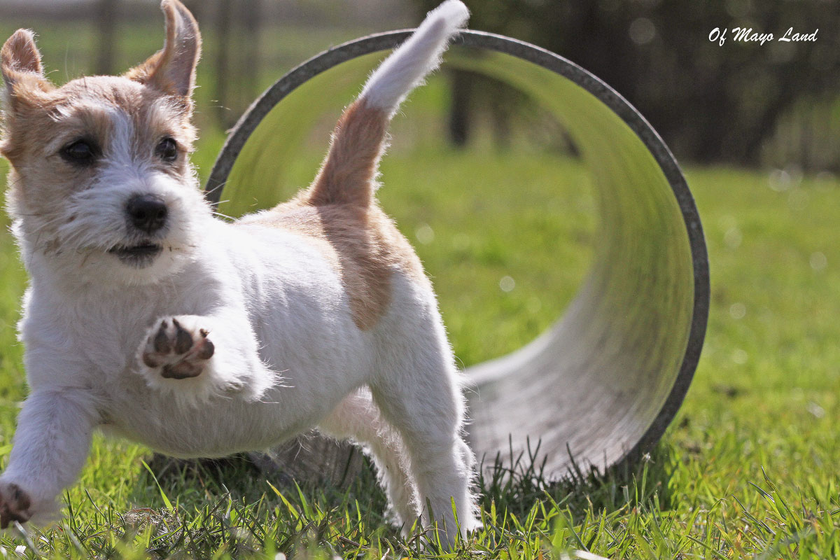 chiot Jack Russell-agility