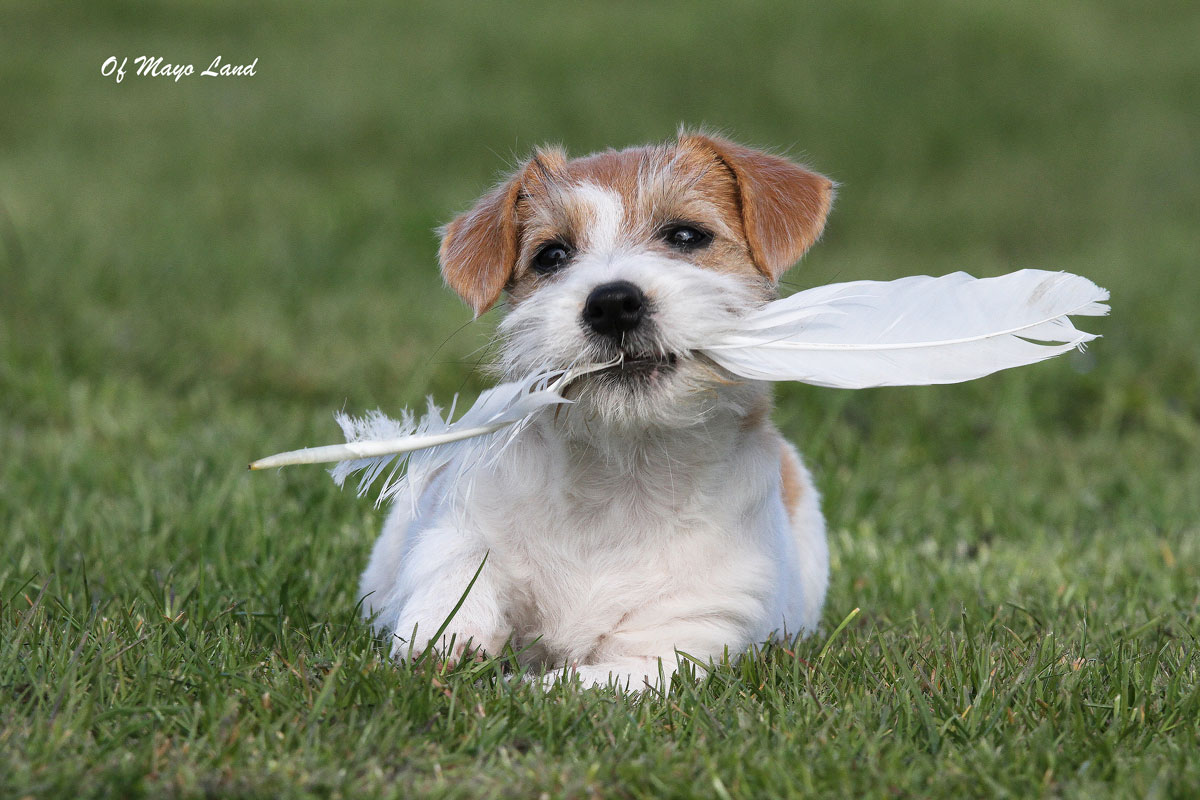 chiot Jack Russell-plume