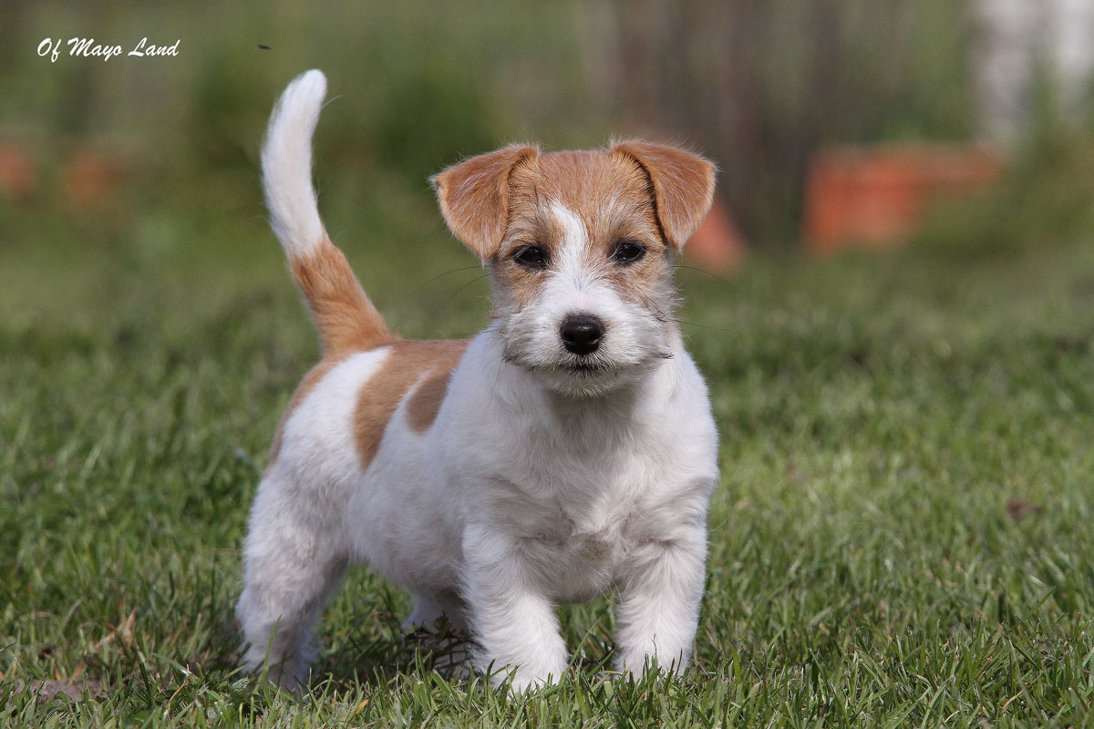 chiot Jack Russell-statique