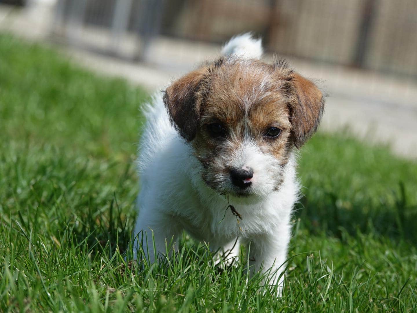 jack russell Mayoland