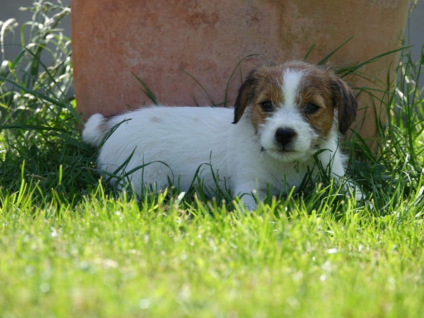 jack russell Mayoland