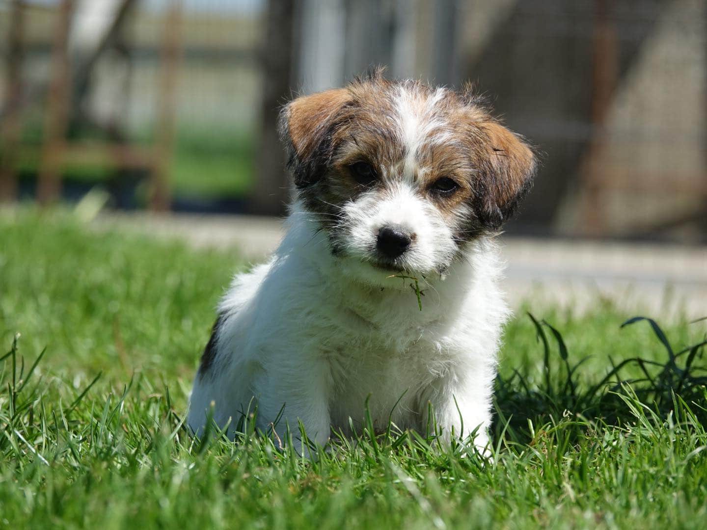 jack russell Mayoland