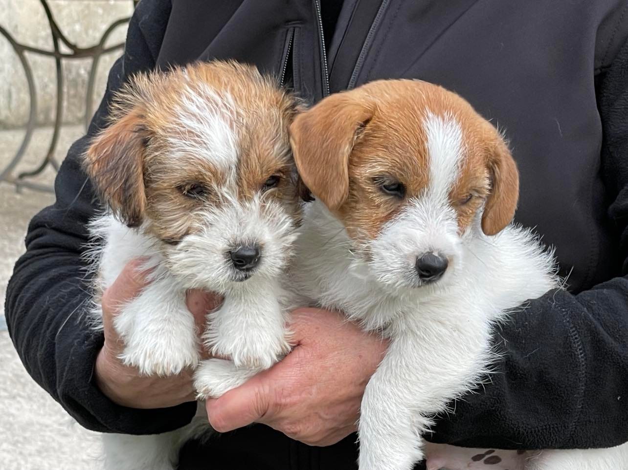 jack russell Mayoland