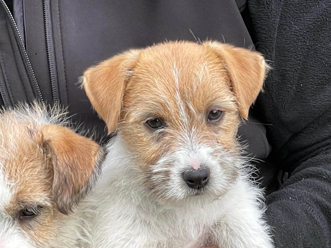 jack russell Mayoland