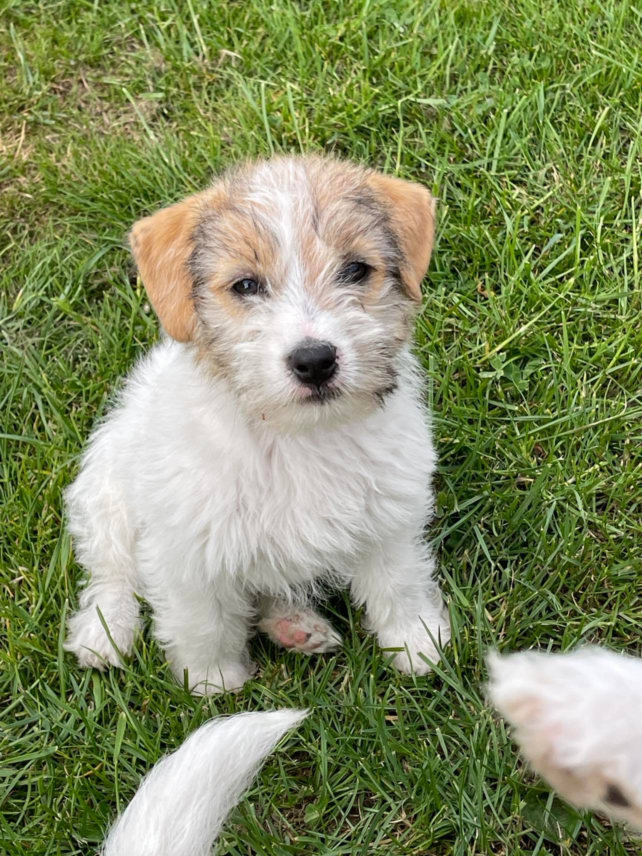 jack russell Mayoland