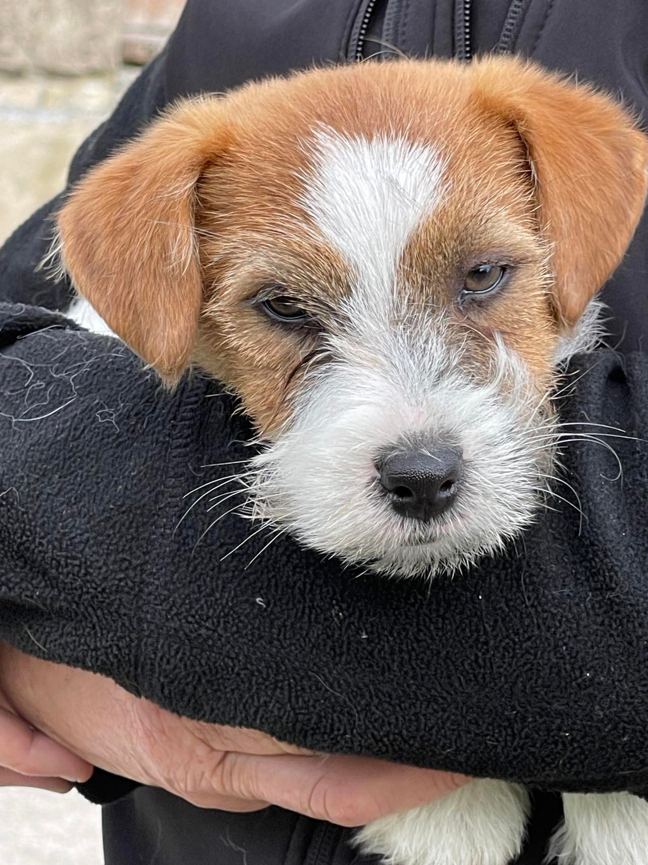 jack russell Aquaraile