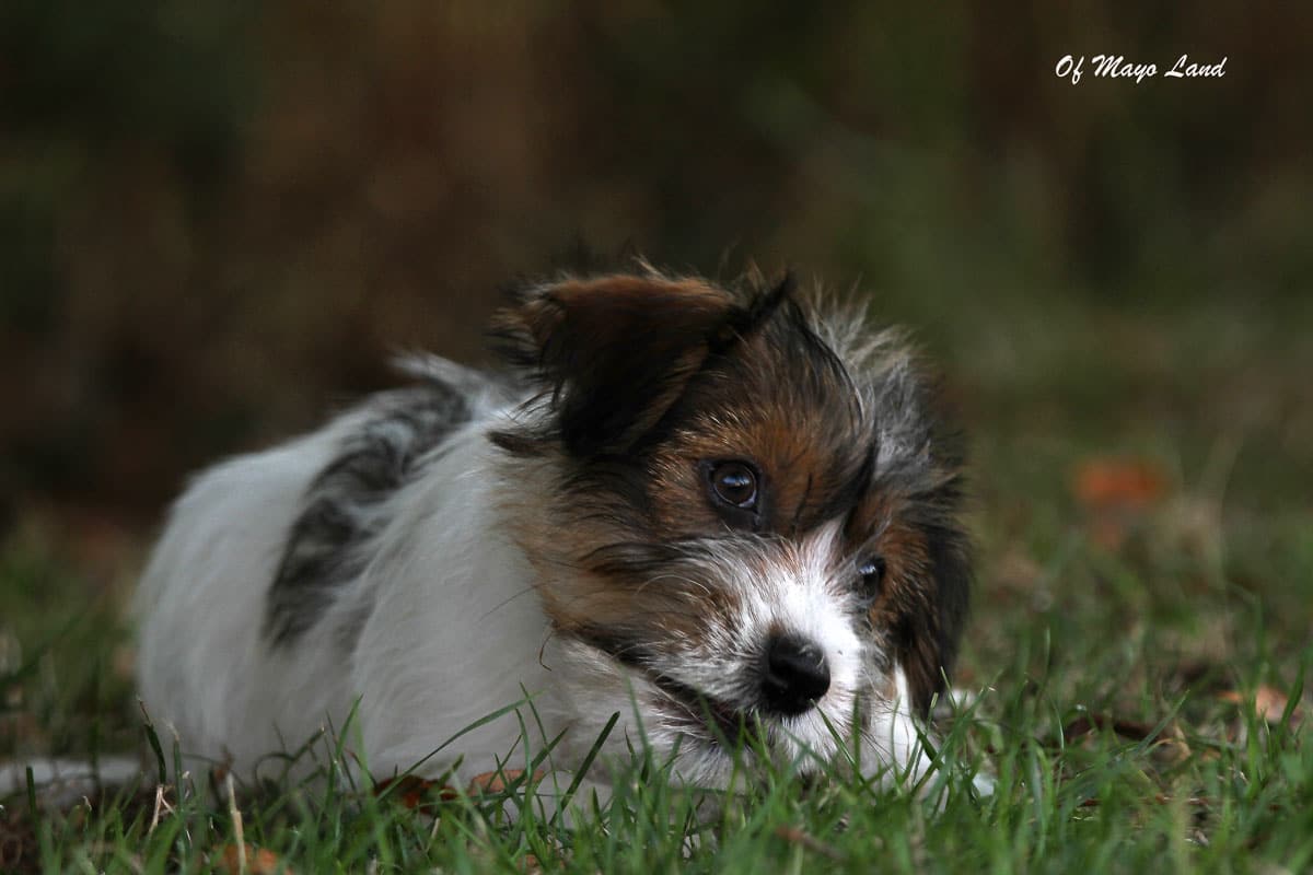 Mayoland-jack-russell