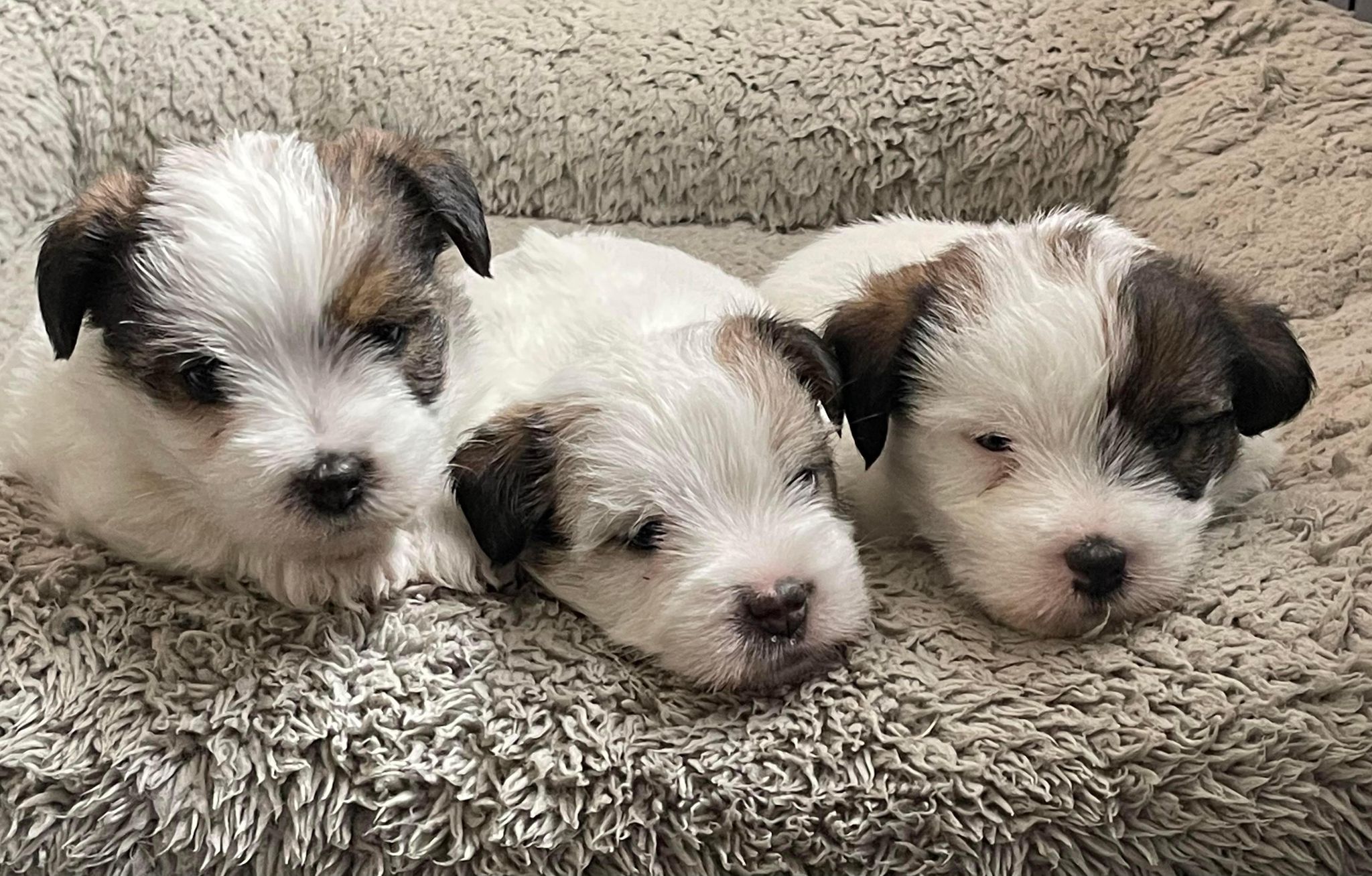 jack russell Mayoland