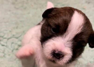 Mayoland jack russell