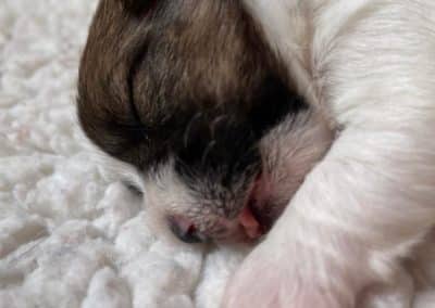 mayoland jack russell