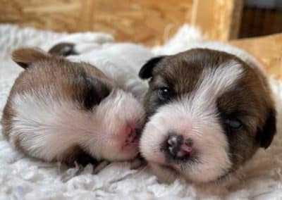 mayoland jack russell