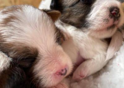 mayoland chiot jack russell