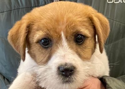 mayoland jack russell