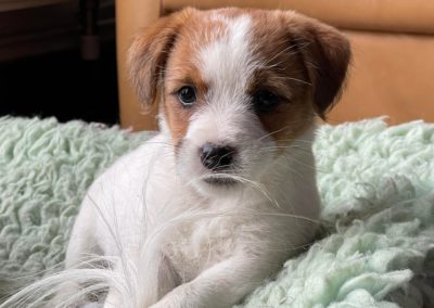 Mayoland jack russell