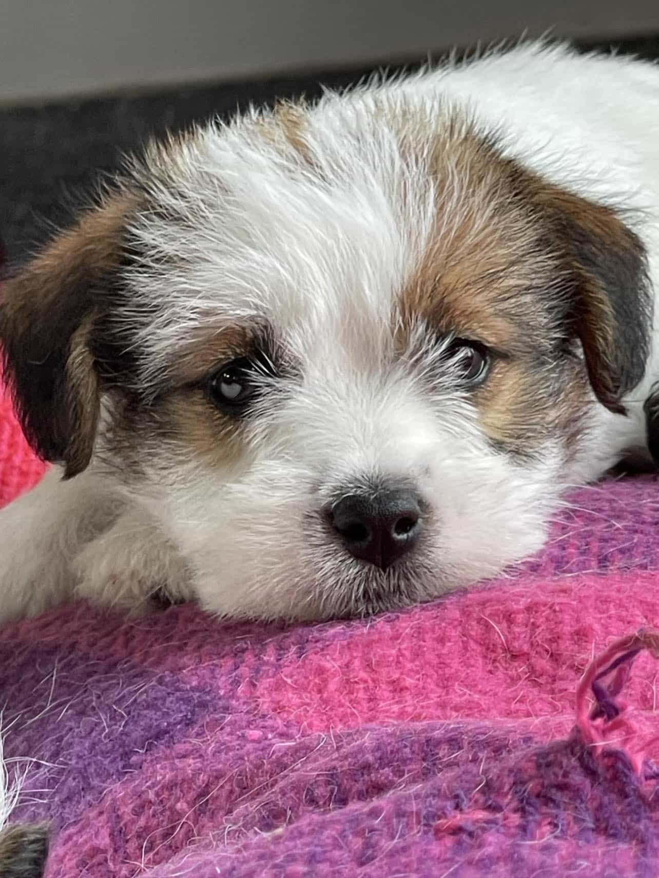 jack russell of mayoland
