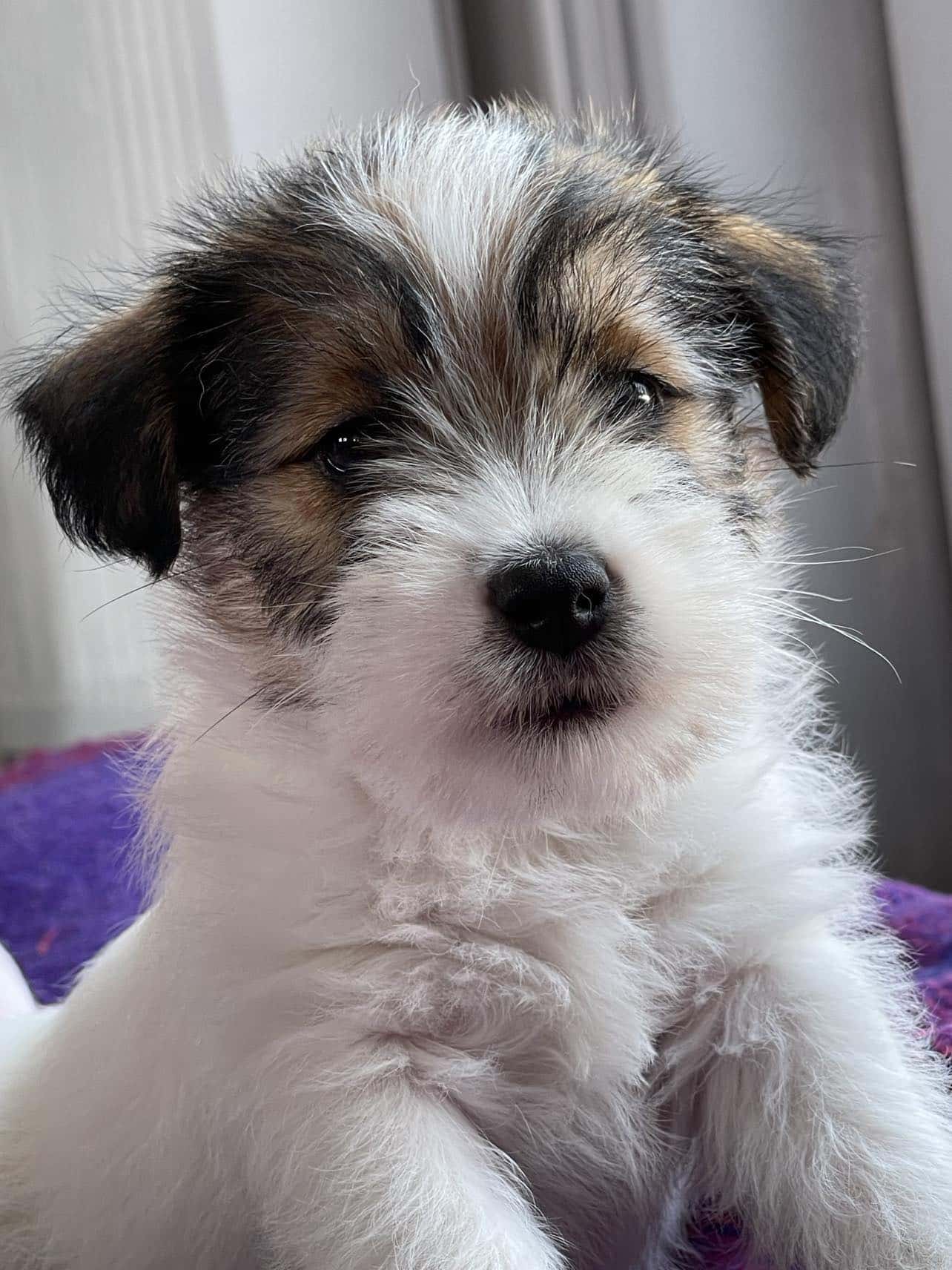 Jack russell Mayoland
