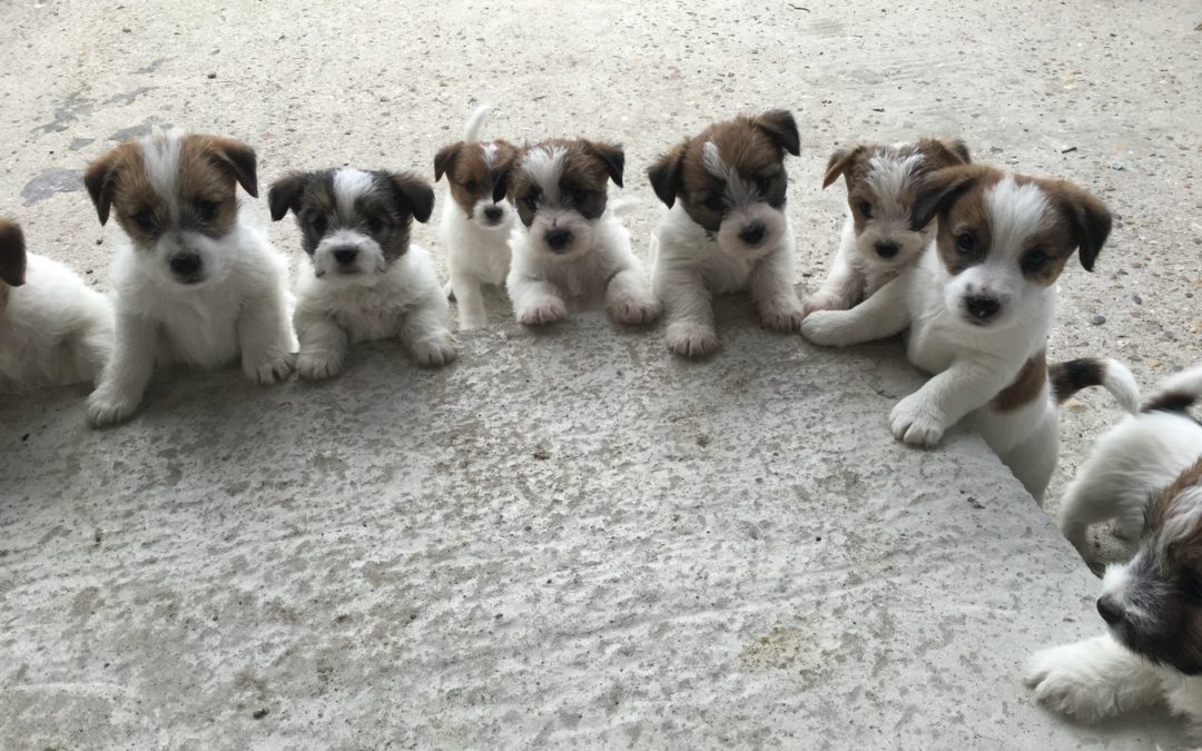 jack russell Mayoland