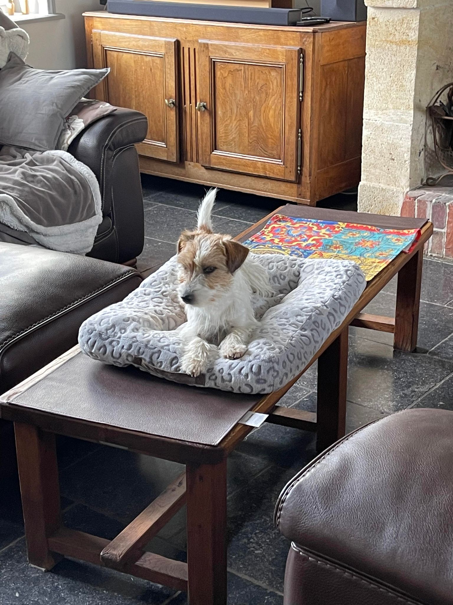 jack russell of mayo land