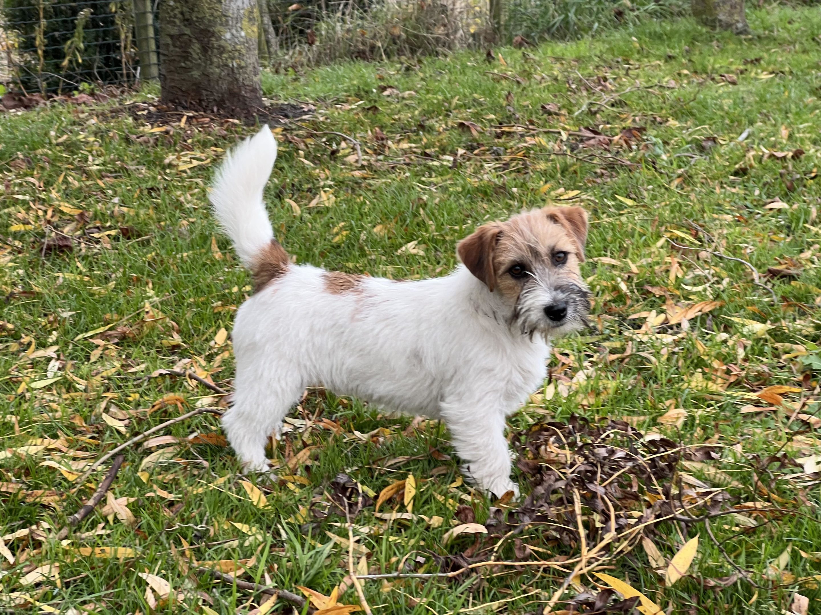 TOPGUN JACK RUSSELL OF MAYO AND