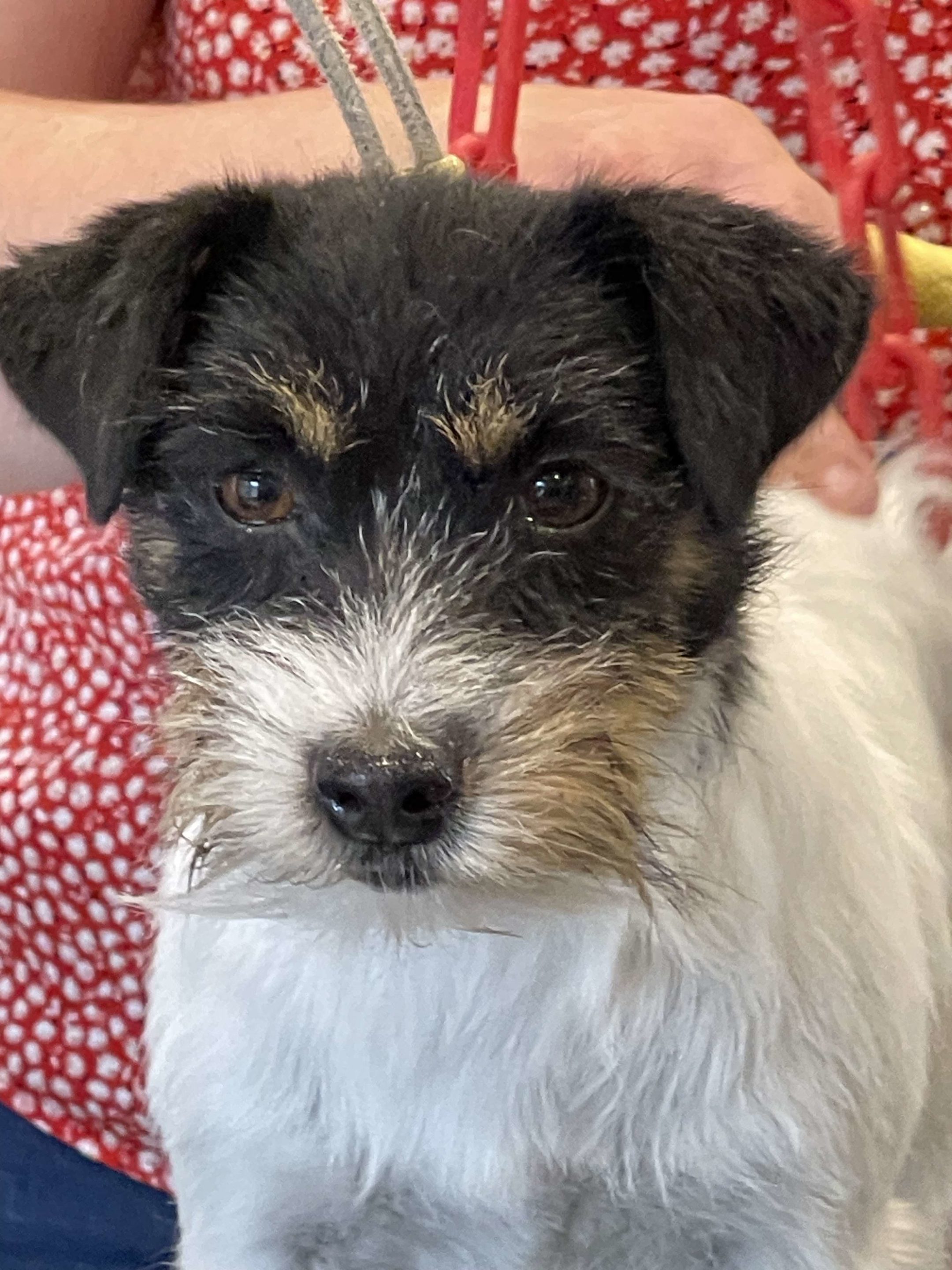CAPUCINE jack russell of mayo land