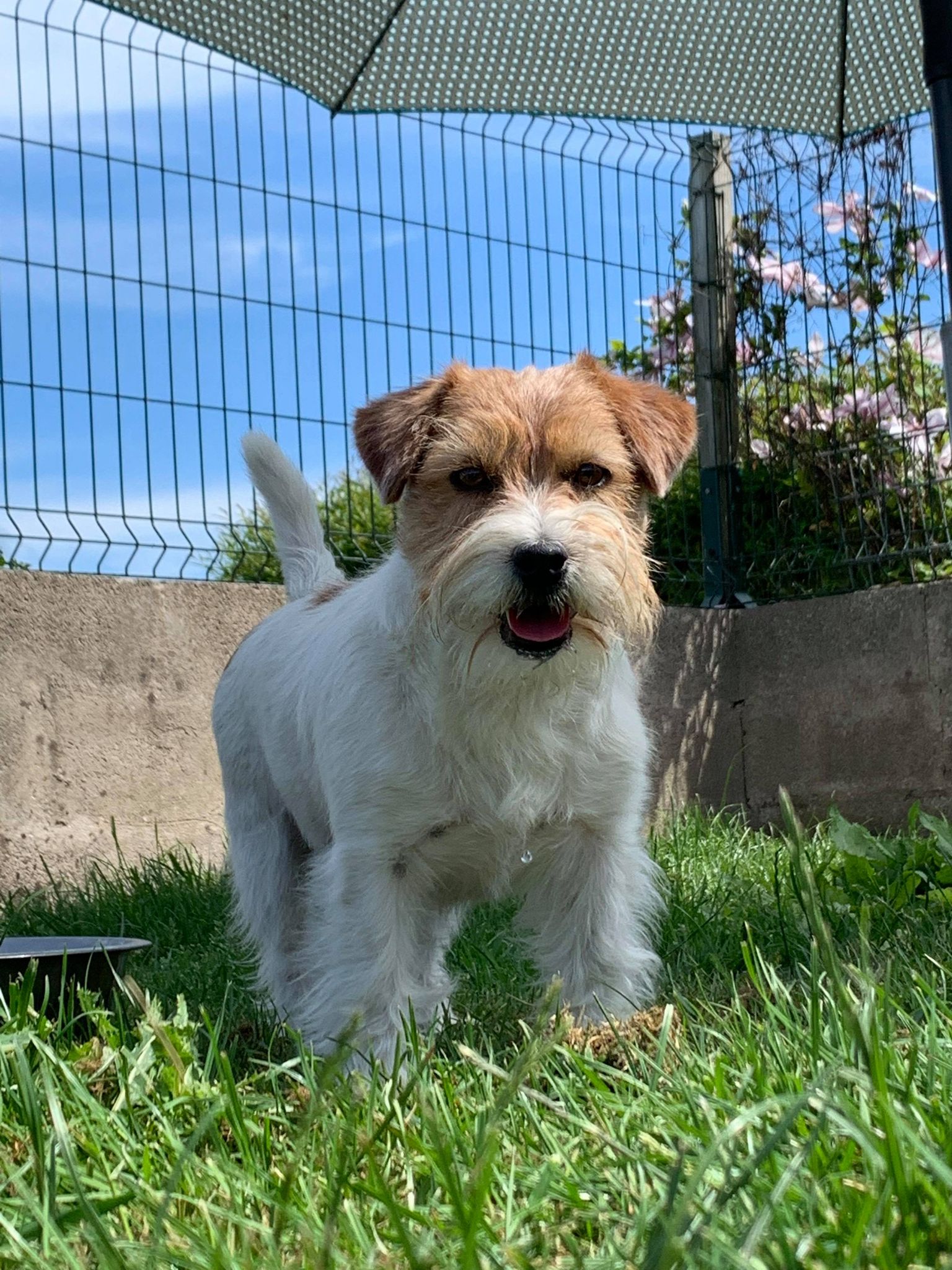 jack russell of mayo land