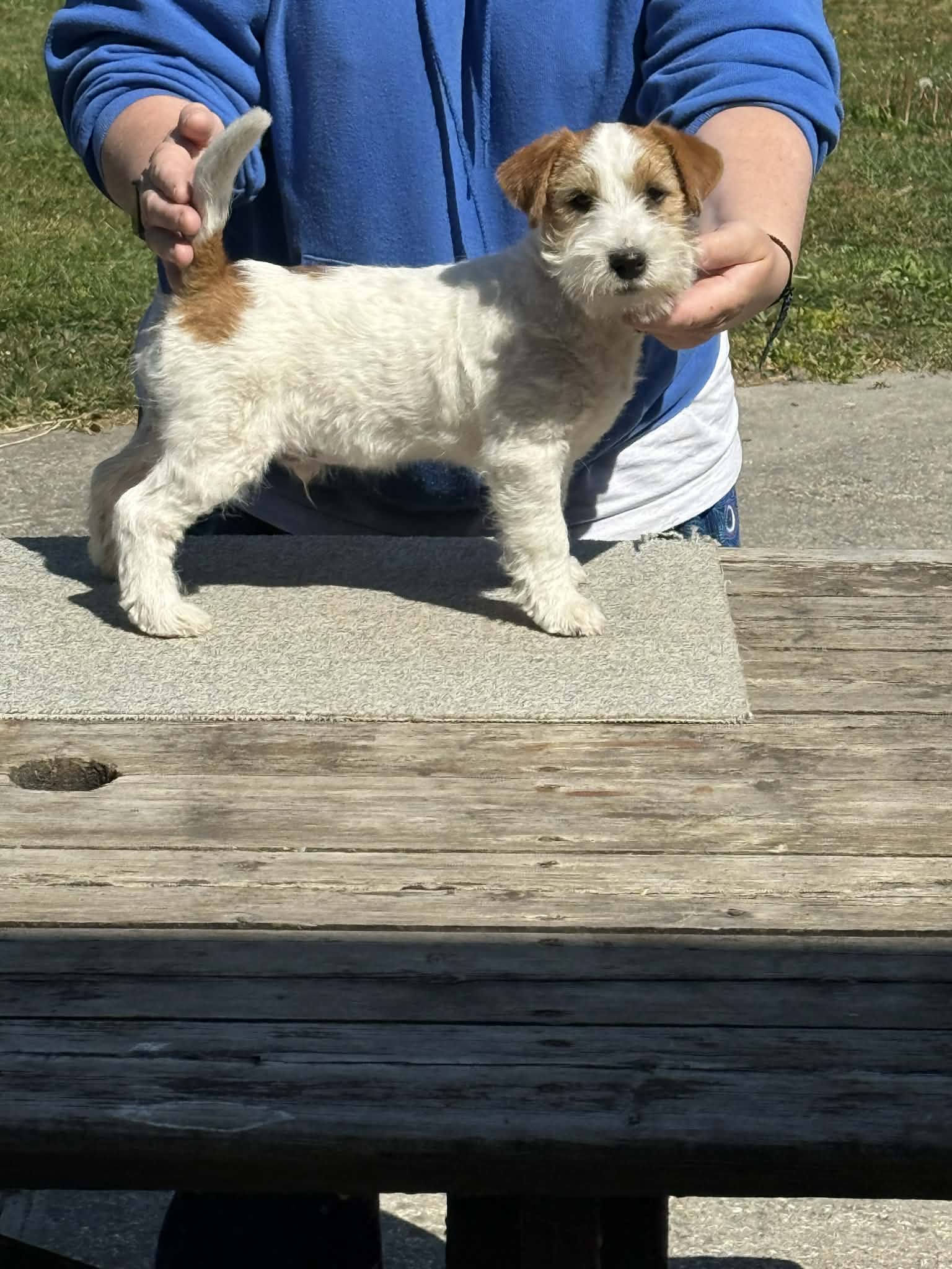 jack russell of mayo land