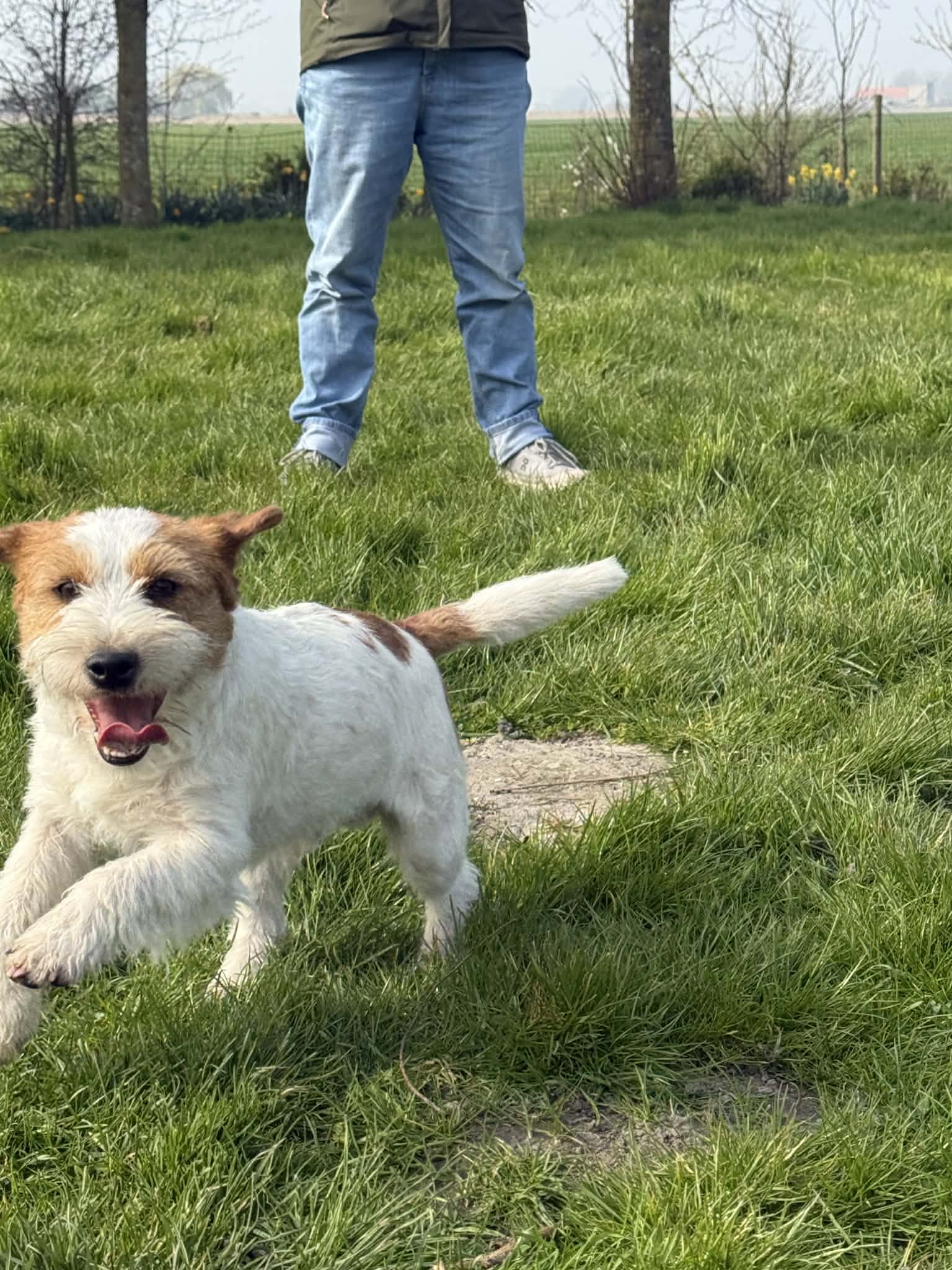 JACK RUSSELL OF MAYO LAND