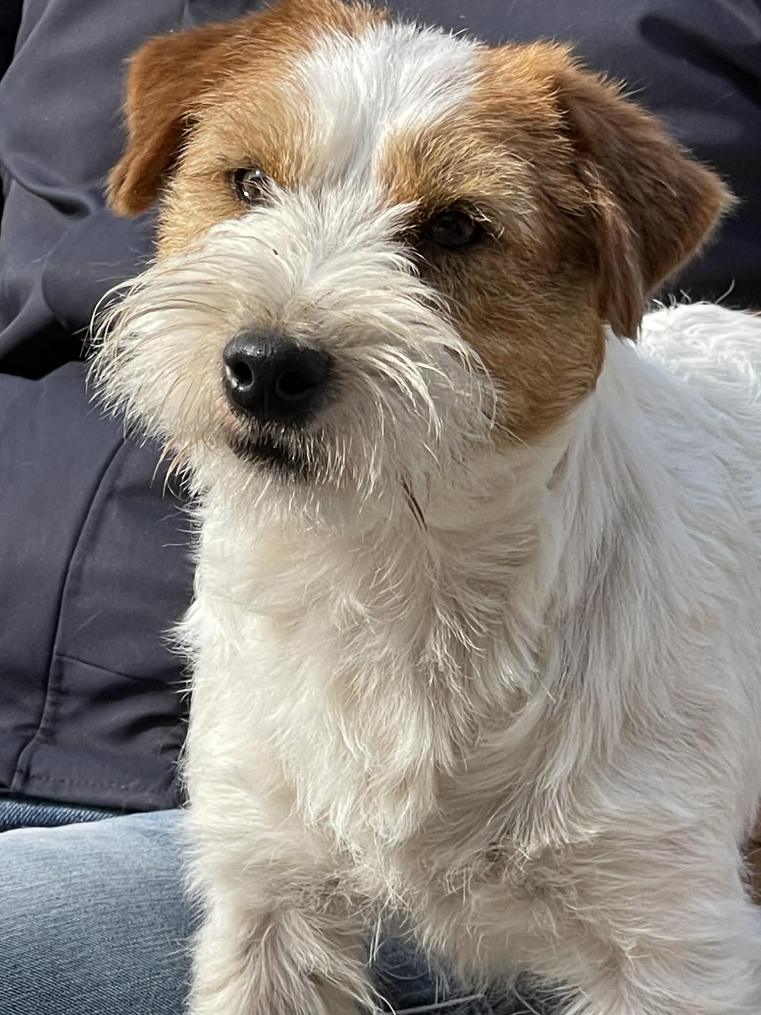 JACK RUSSELL OF MAYOLAND