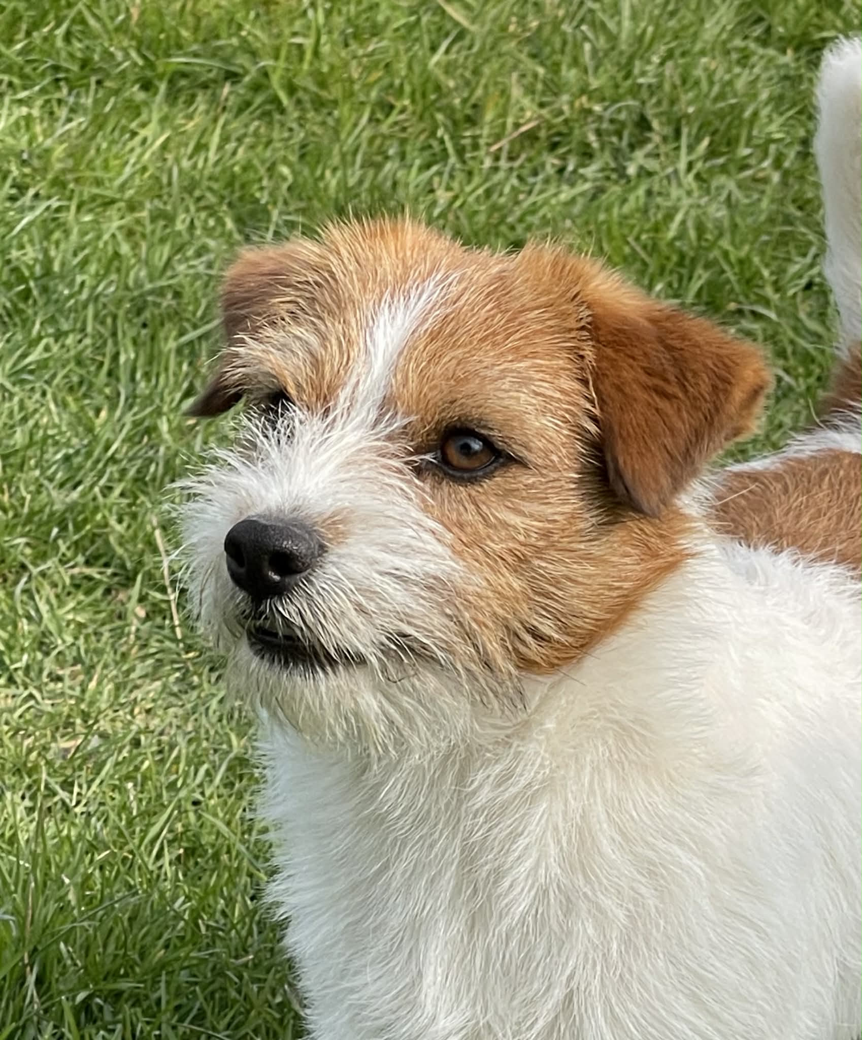 jack russell of mayo land