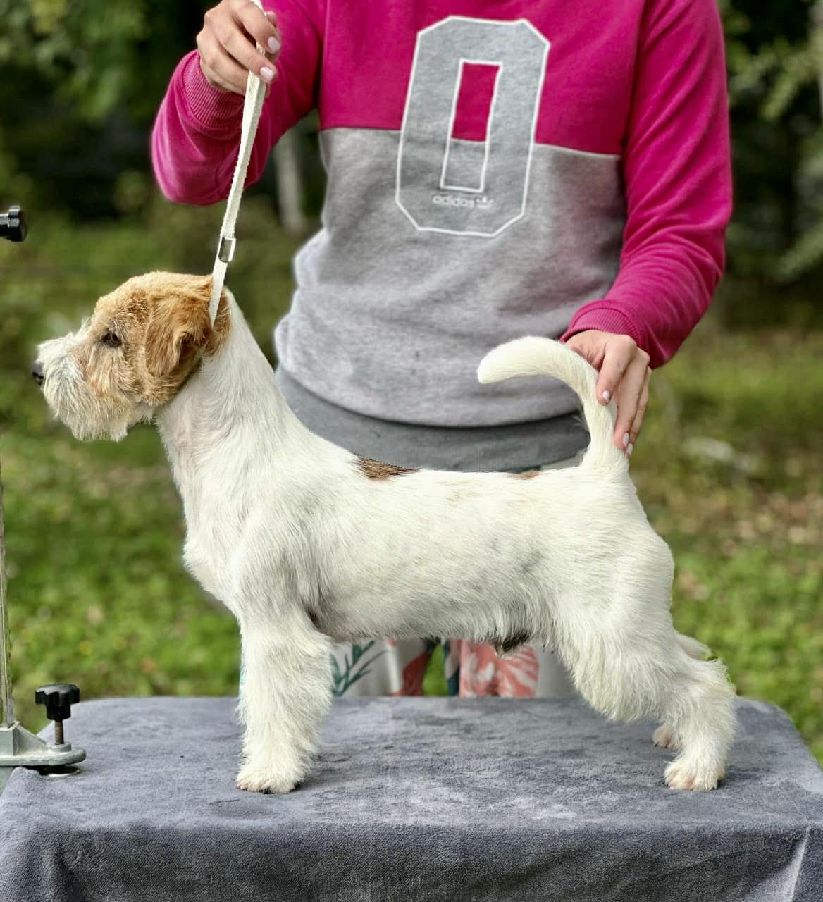 jack russell of mayoland