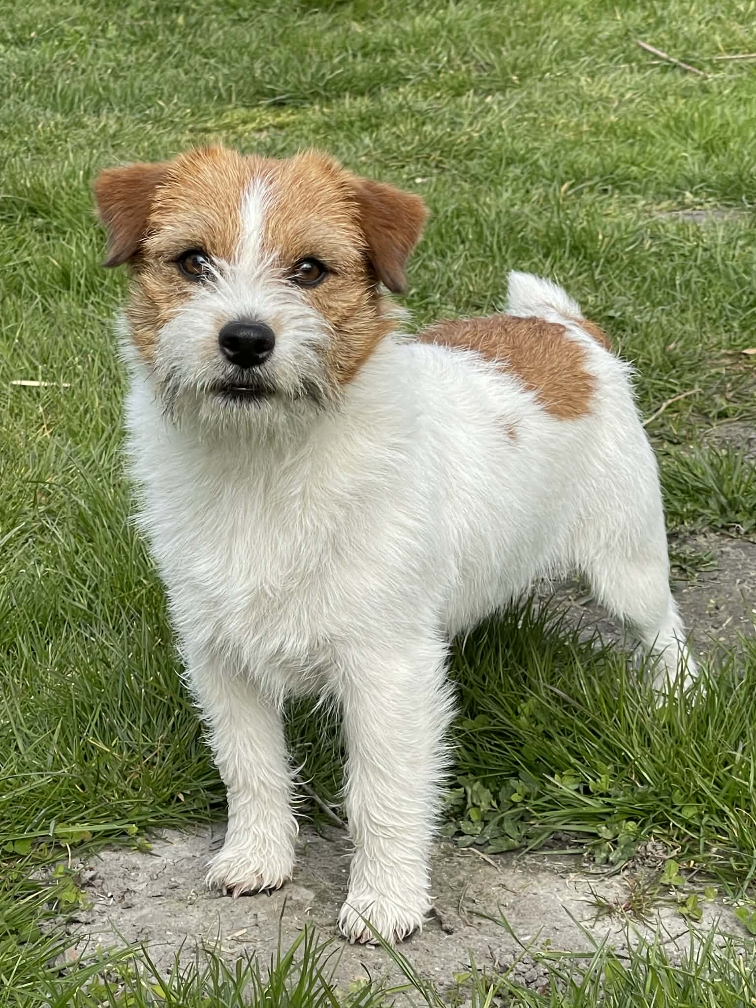 jack russell of mayo land