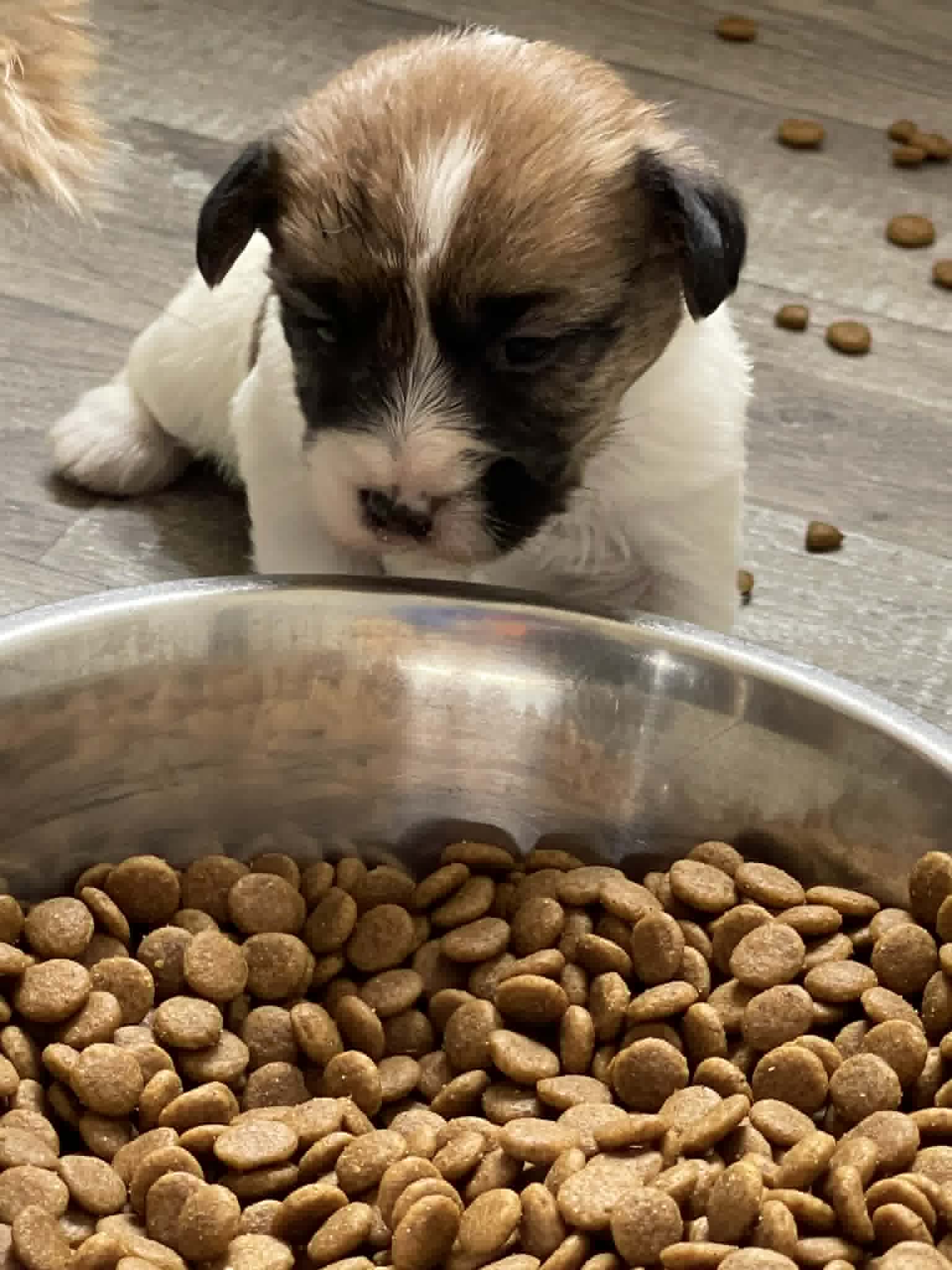 jack russell of mayoland