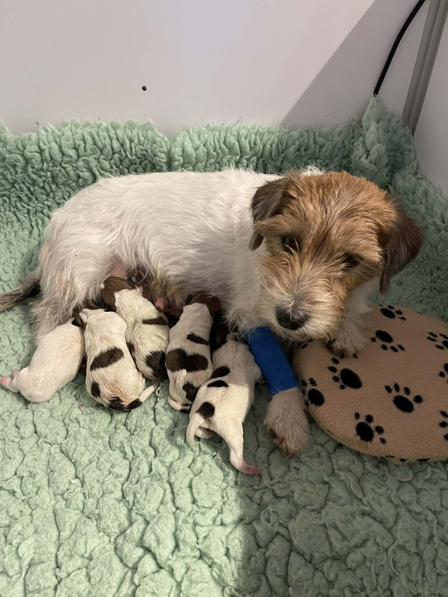 jack russel of mayoland
