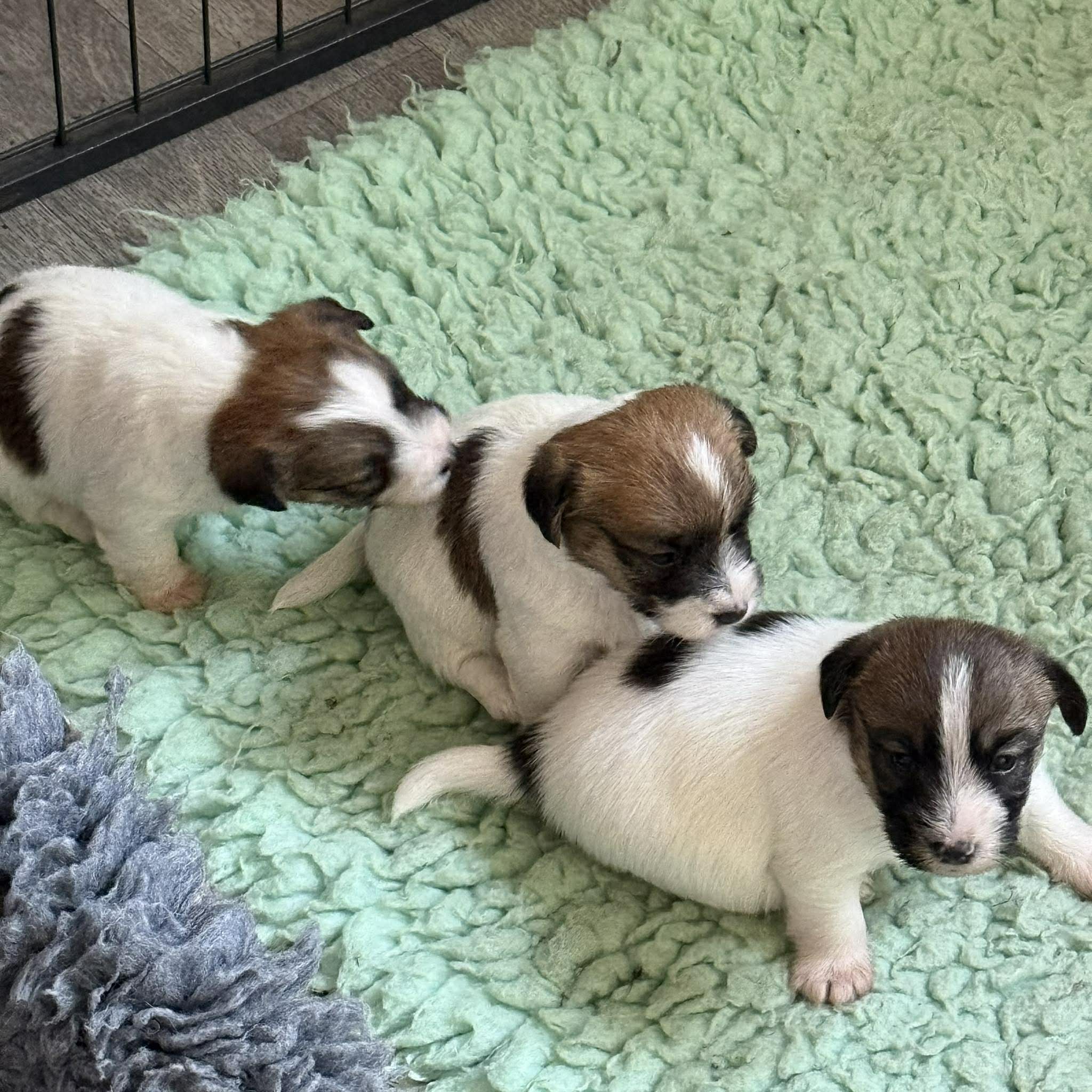 jack russell of mayoland