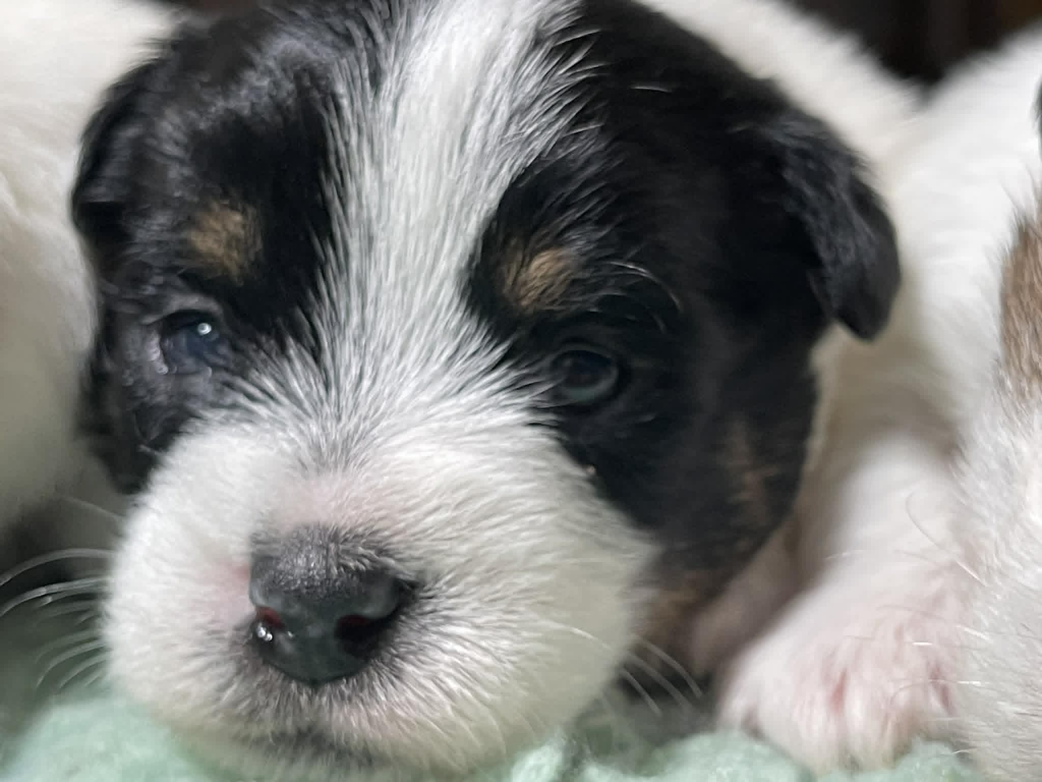 jack russell of mayoland