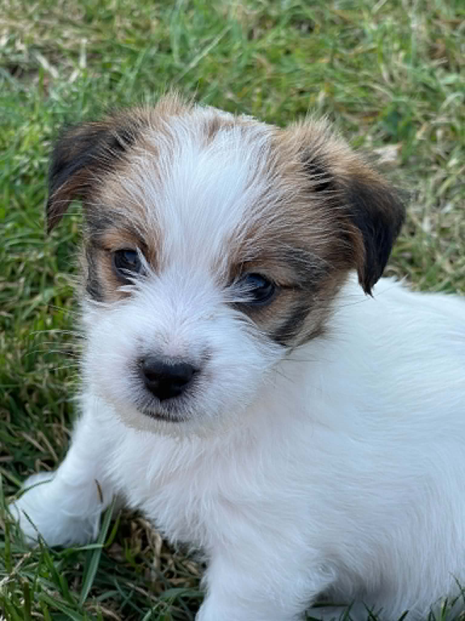 jack russell of mayo land