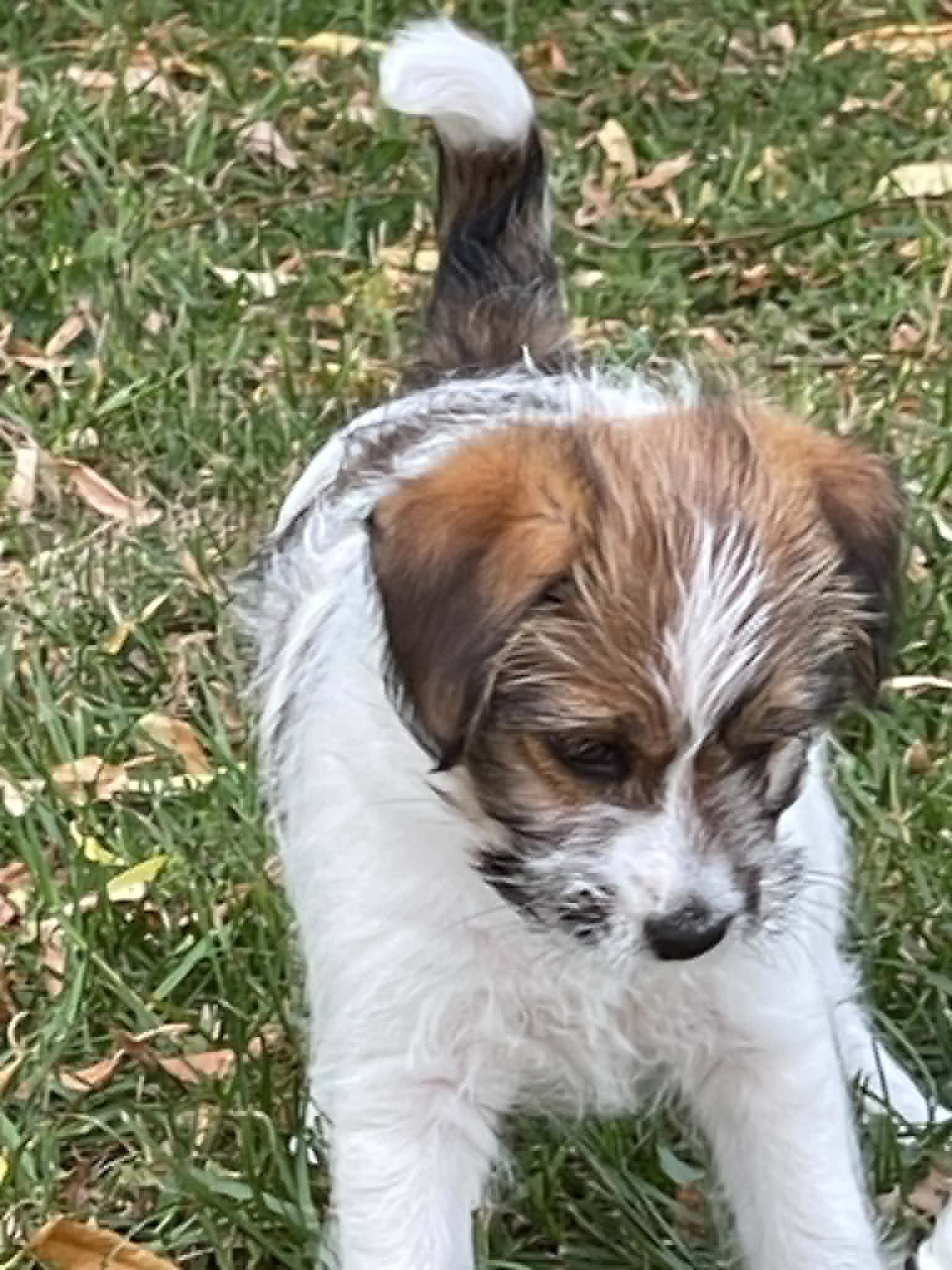 jack russell of mayoland