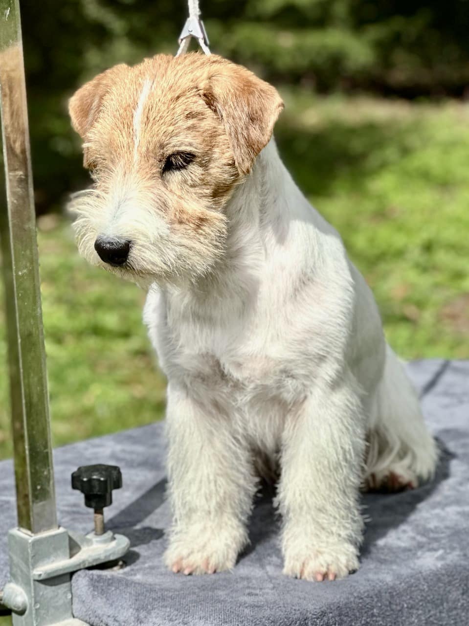 jack russell of mayoland